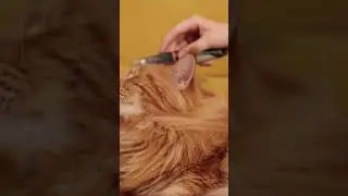 Балдеет !