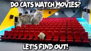 Do Cats Watch Movies? I made a mini-theater to find out!