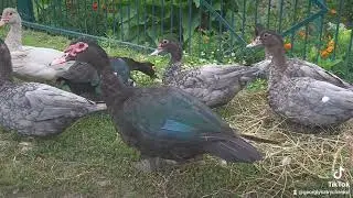 Спогади минулорічного сезону🤗) Блакитна мускусна качка важкої німецької лінії