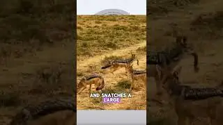 Lion’s Dinner Gets Hijacked
