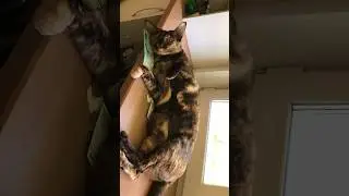 А, Вы, любите денежки ?! Я не очень, одна аллергия НО… #cat cat #ориенталы #catlover #animals #кошки