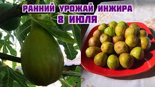 Ранний урожай инжира,мой опыт😊