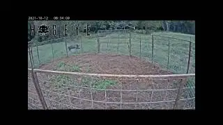 another big boar jumping out the pen, he looked back at the camera and said not today buddy
