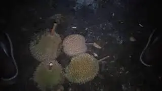 durian paling enak sedunia