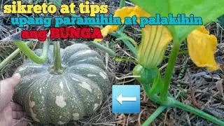 paano mag pruning ng kalabasa upang dumami at lumaki ang bunga