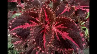 Coleus hybrid 