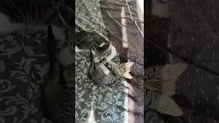 Доброе утро с Котятами #котята #cute