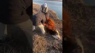 Операция спасти корову часть 2