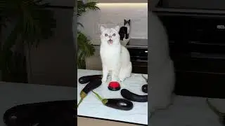 Tit for tat goes way too far 😱 
