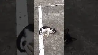 3 little  Cat #cat#catlover#animals