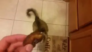My cat loves to eat dates