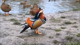 Mandarynka w Miechowie , Mandarin Duck