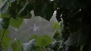 Rain on tent sound with green scenery - เสียงฝนตกในเต้นท์ / เสียงฝนเพื่อผ่อนคลาย