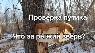 Проверка путика. Что за рыжий зверь?