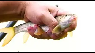 PESCA AL COLPO: I BARBI DEL CAVO MAROCCO | Pastura e Montatura per prendere pesci | MatchFishing TV