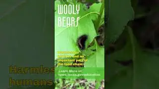 The Fascinating Life of the Woolly Bear Caterpillar #txstateparks
