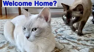 Why Does LUNA Smell Bad? 💖 Luna is so Happy! SIMON and TEDDY don't like her NEW SMELL! Burmese Cats