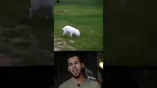 حيوان الضربان الغريب😳