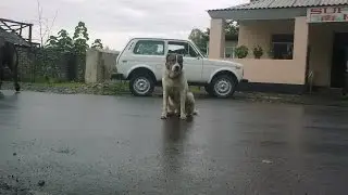 MAZIX.МАЗЫХ
