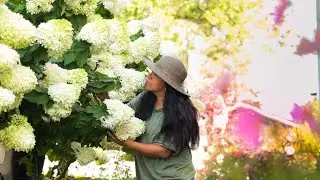 The blooms are huge this year! (Let's tidy up a bit!)