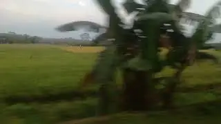 Belitang penghasil padi terbesar di sum-sel