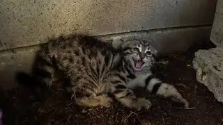 Feral scared kitten attacks me but then someting amazing happens...