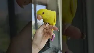 #вналичии #бронь #parrots #попугаи #яичко #орешек #мем #тренды #пжврек