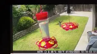 Kolibri Futterspender und Vogelschaukeln  Kolibri Futterspender