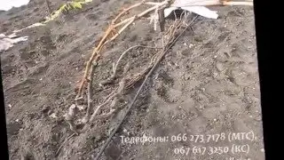 подготовка куста винограда к укрытию