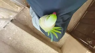 new video Ring neck parrot 🦜