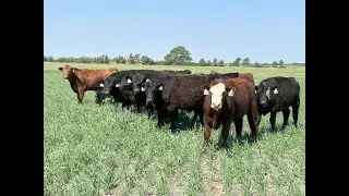 Grazing rye and other winter hardy small cereals