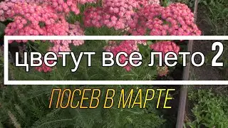 Самые Долгоцветущие цветы, посев на рассаду В МАРТЕ 2 выпуск