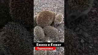 Подмосковье. Ежиха выгуливает шестерых ежат. #природа #альбертсеверный