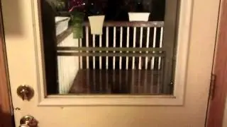 Pippin Wants Inside
