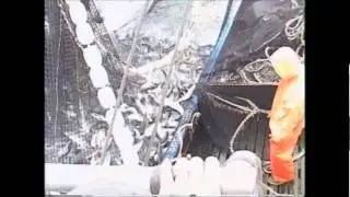 Alaska Purse Seine Fishing