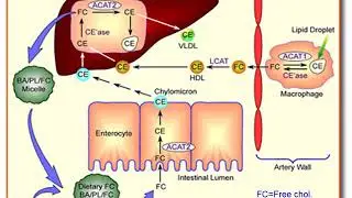 Plasma Lipids and Lipoproteins
