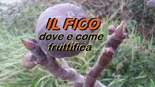 THE FIG TREE WHERE AND HOW IT BEARS FRUIT