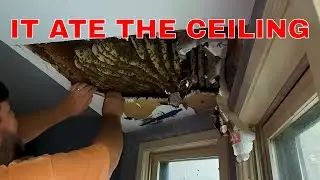 No One Can Sleep In Here