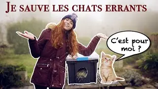 ABRIS pour CHATS ERRANTS