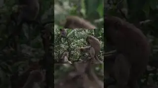 Monkey Eating Food #shorts