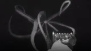 Giant Squid Spotted in US Waters