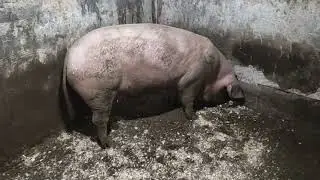 🐷Рваху покрыли и это меняет дело ❤Хаврюшиным 🐖🐖🐖сегодня 14 дней