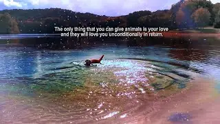 Happy World Animal Day