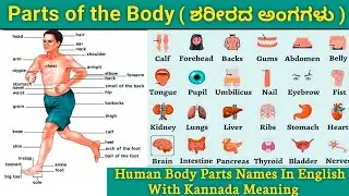 Learn Complete Parts of Body Name In English| Human Body Parts Names in kannada☀️|English vocabulary