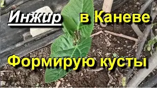 Figs in Kanev. Forming bushes. 2024 04 25