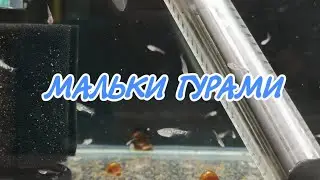 Малькам гурами три недели.