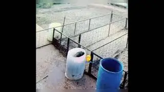 Больше он из загона и не выпрыгивал 😬
