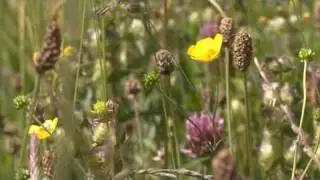 Calderdale Seeds Project - Seed Harvesting