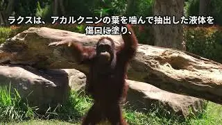 Orangutan was observed treating a wound using a plant. Dr. Hidenobu Toriyoshi, Ph.D, DVM