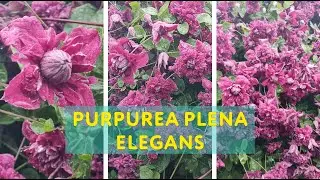 Клематис Пурпуреа Плена Элеганс (Purpurea plena elegance): чудо третьей группы обрезки